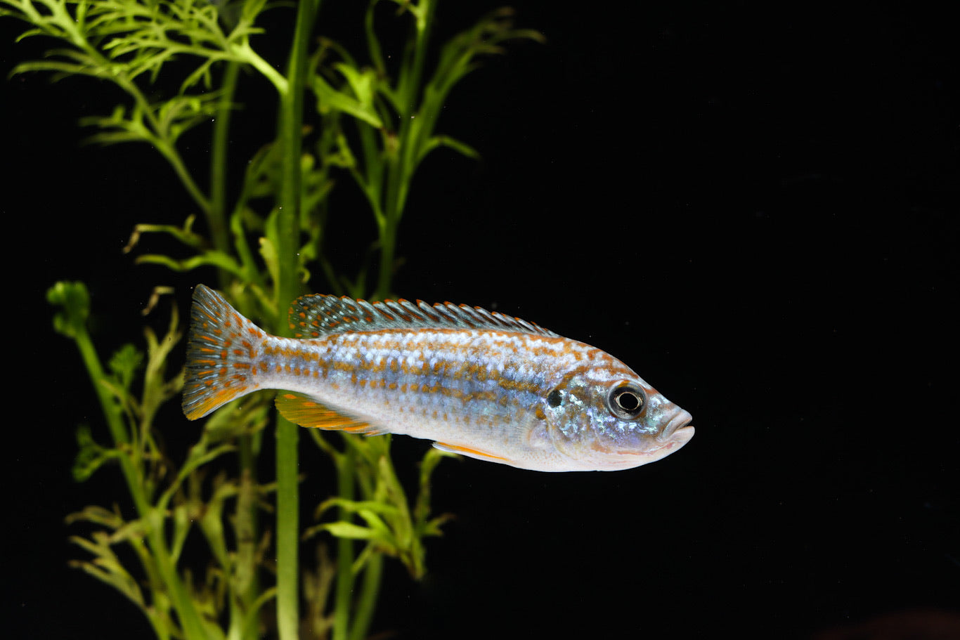 african cichlid