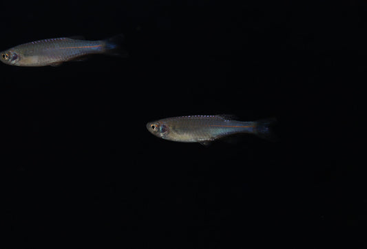 Pearl Danio