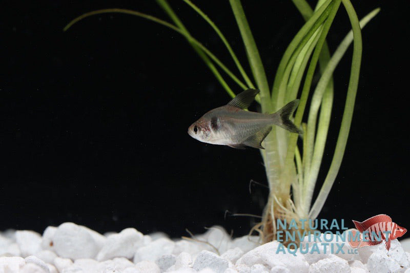 Black Phantom Tetra