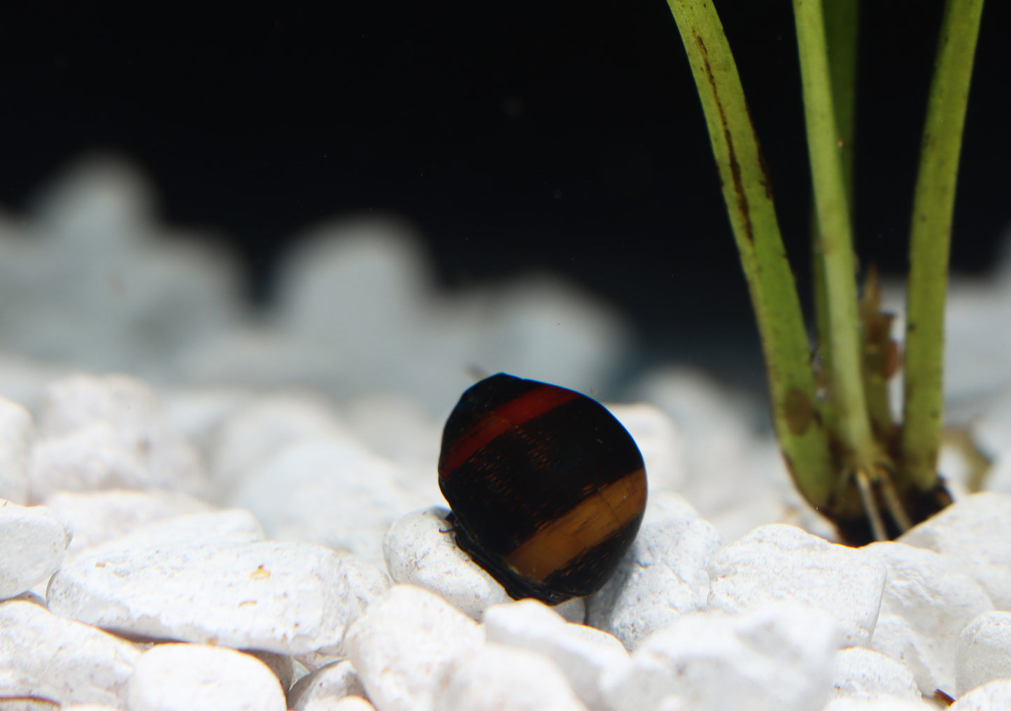 Nerite Snail