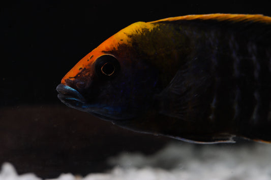 Sulfurhead Peacock Male Large Cichlid