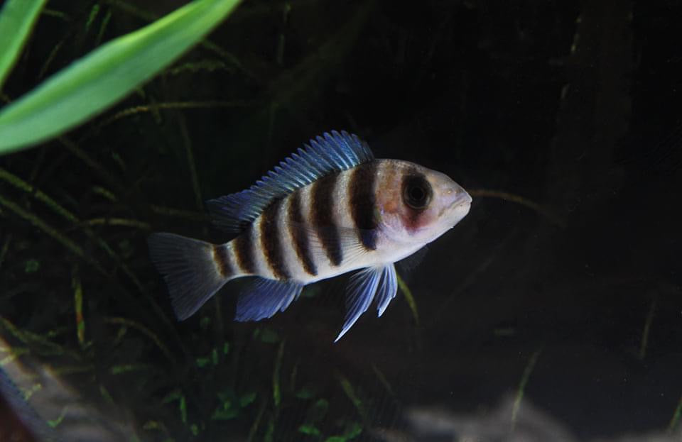 7 Stripe Frontosa Cichlid