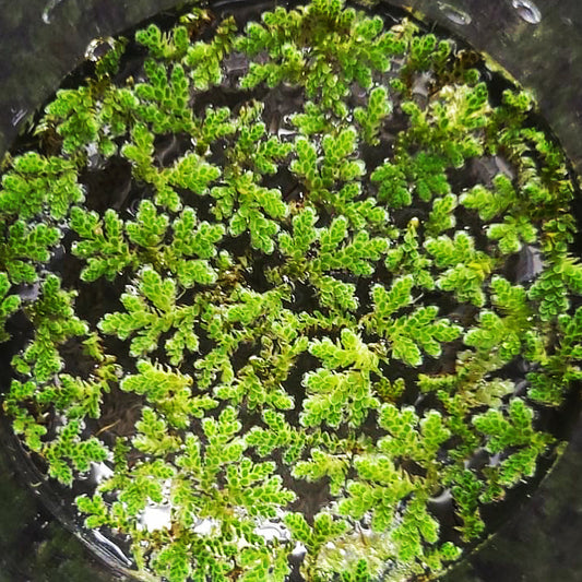 Azolla