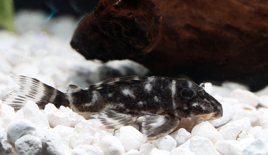 King Tiger Plecostomus L-066