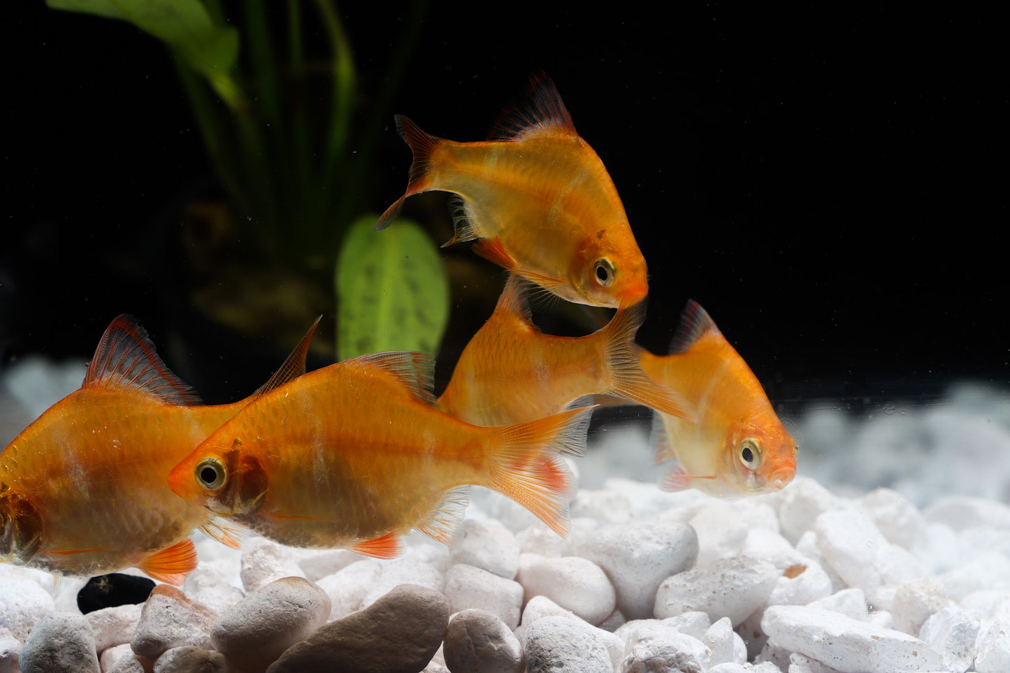 Albino Tiger Barb