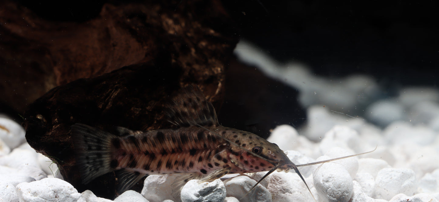 Marble Hoplo Catfish