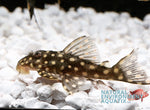 Load image into Gallery viewer, Snow ball Pleco L142
