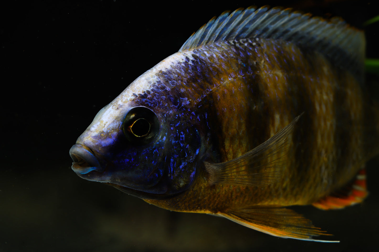 Stevensi Taiwan Cichlid  Male Large