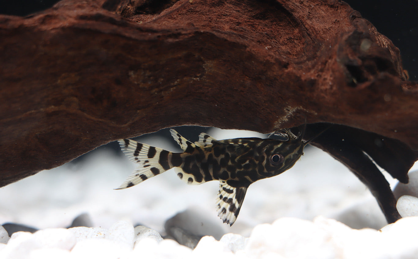 Featherfin Synodontis Catfish