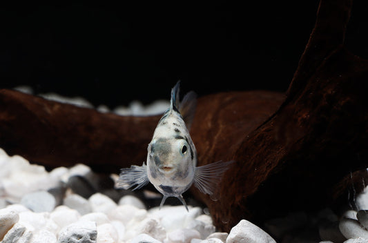 Marbled Kune Parrot Convict Cichlid