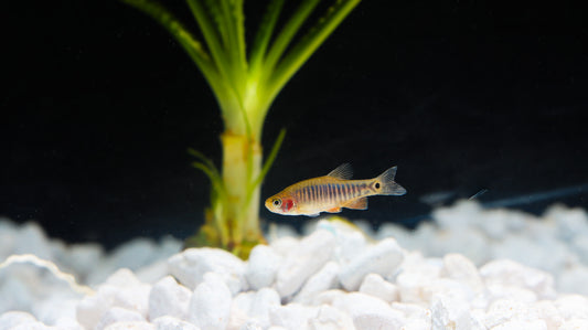 Emerald Dwarf Rasbora