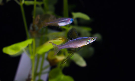 Threadfin Rainbow