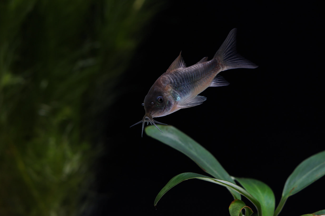 Gold Green Corydoras Catfish