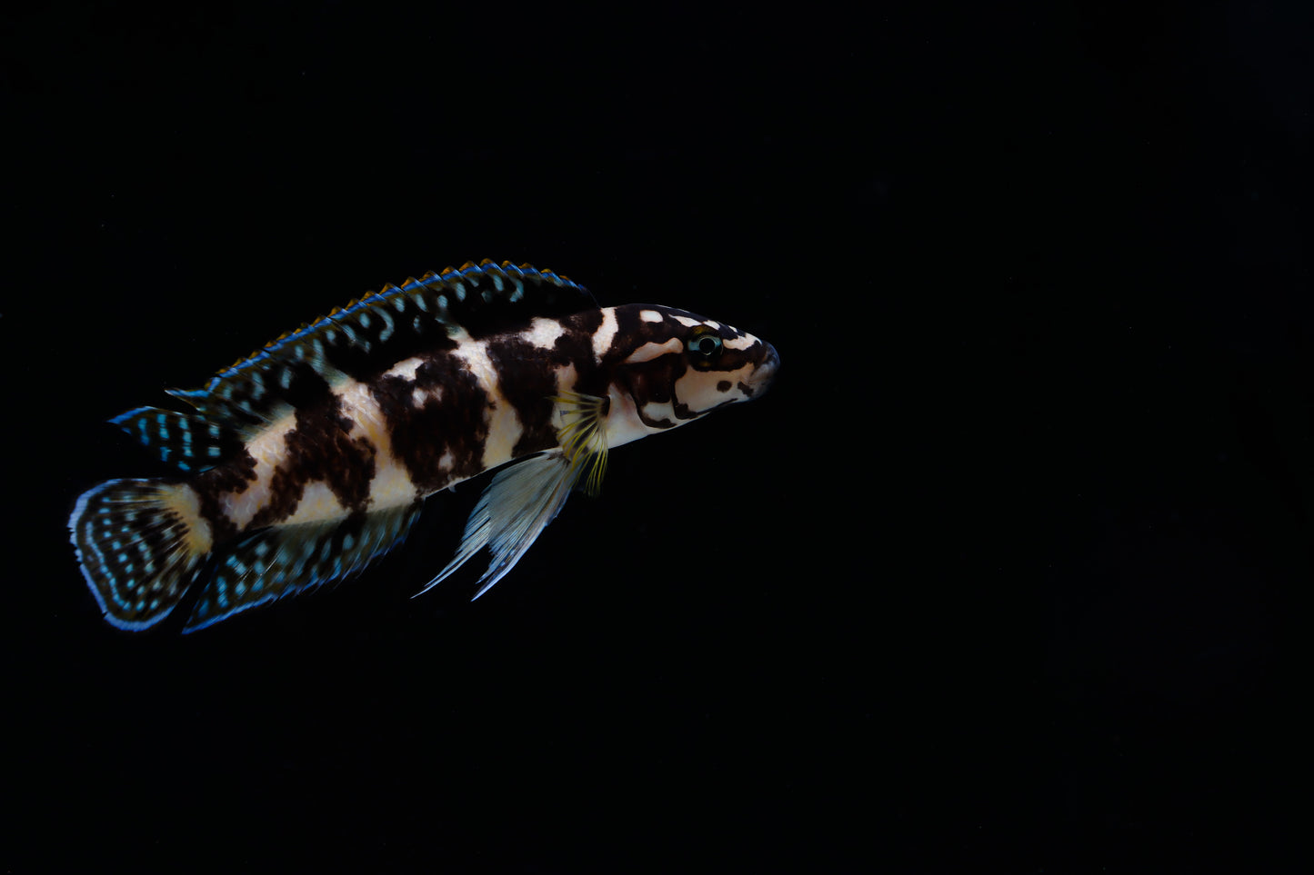 Gombi Transrciptus Cichlid  Small