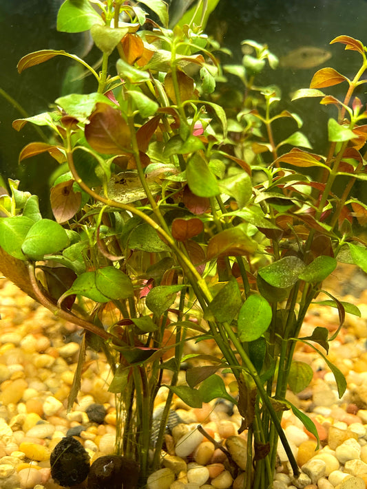 Broad Leaf Ludwigia