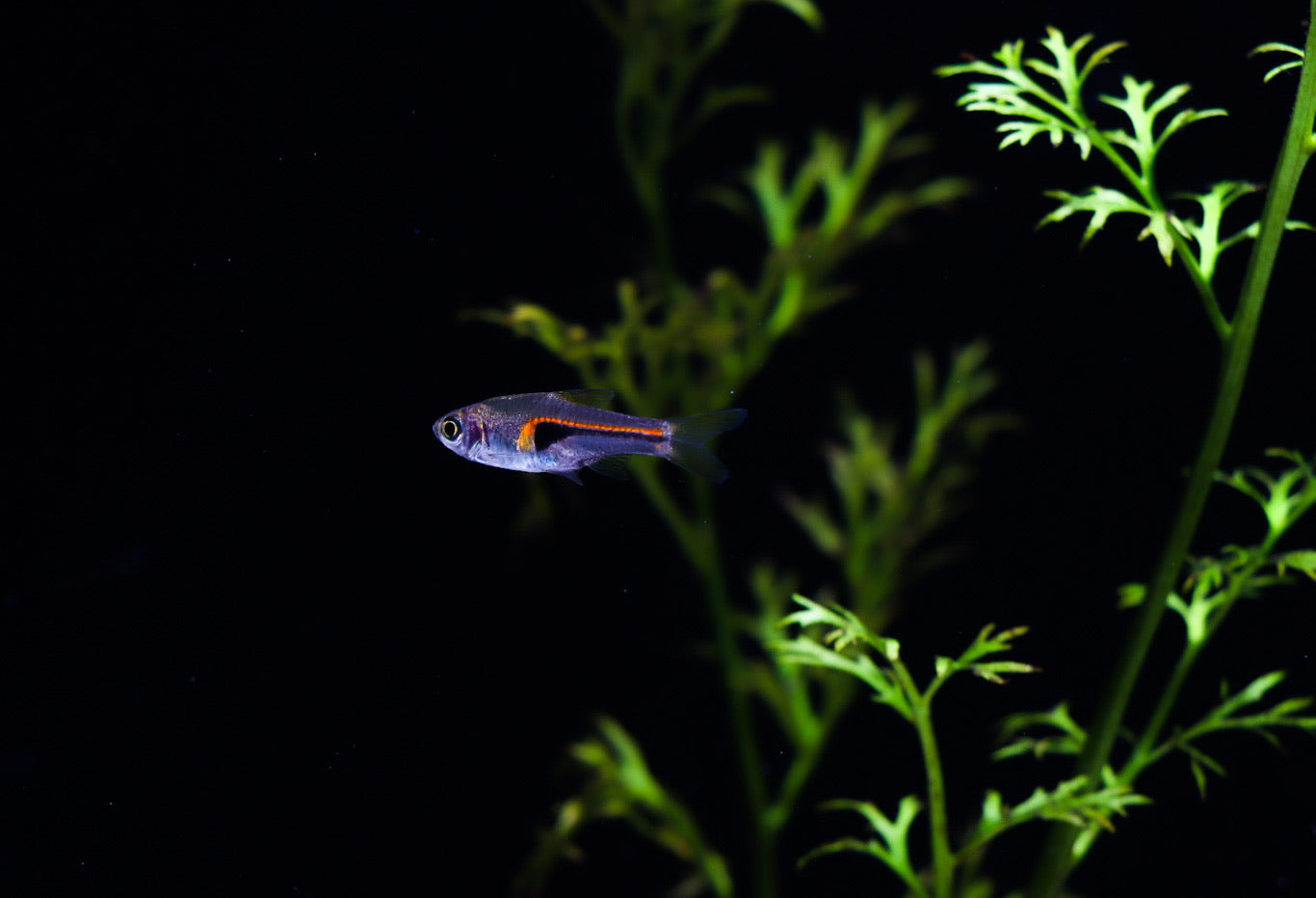 Narrow Wedge Rasbora