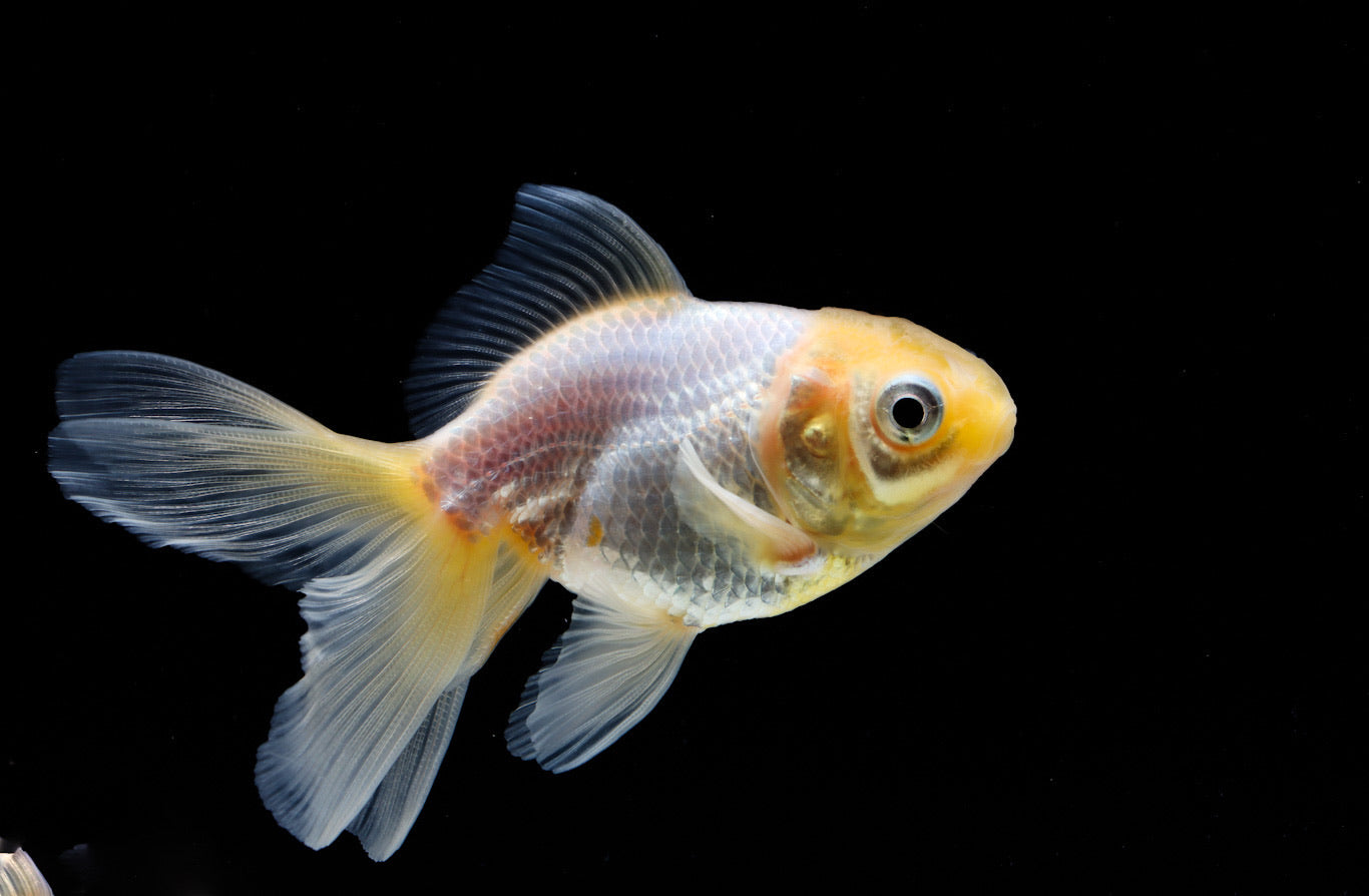 Exquisite Goldfish Black And White Oranda Goldfish
