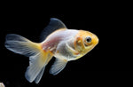 Load image into Gallery viewer, Goldfish
