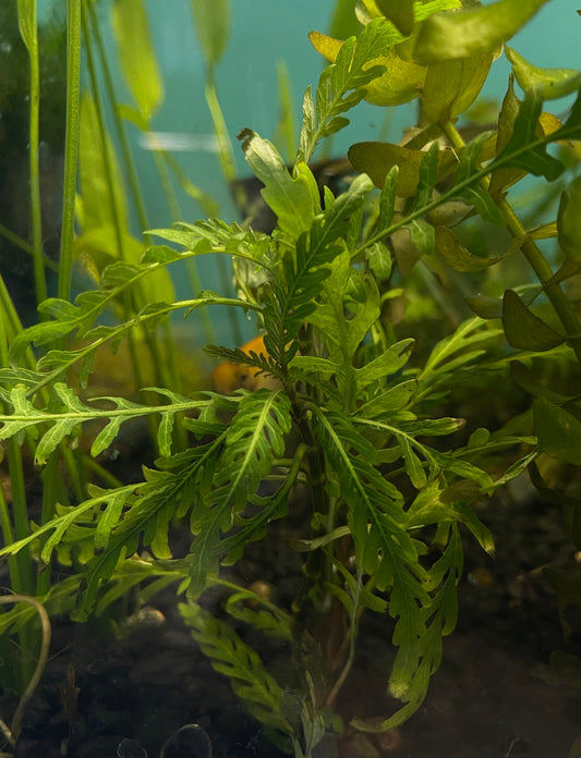 Hygrophila Pinnatifida