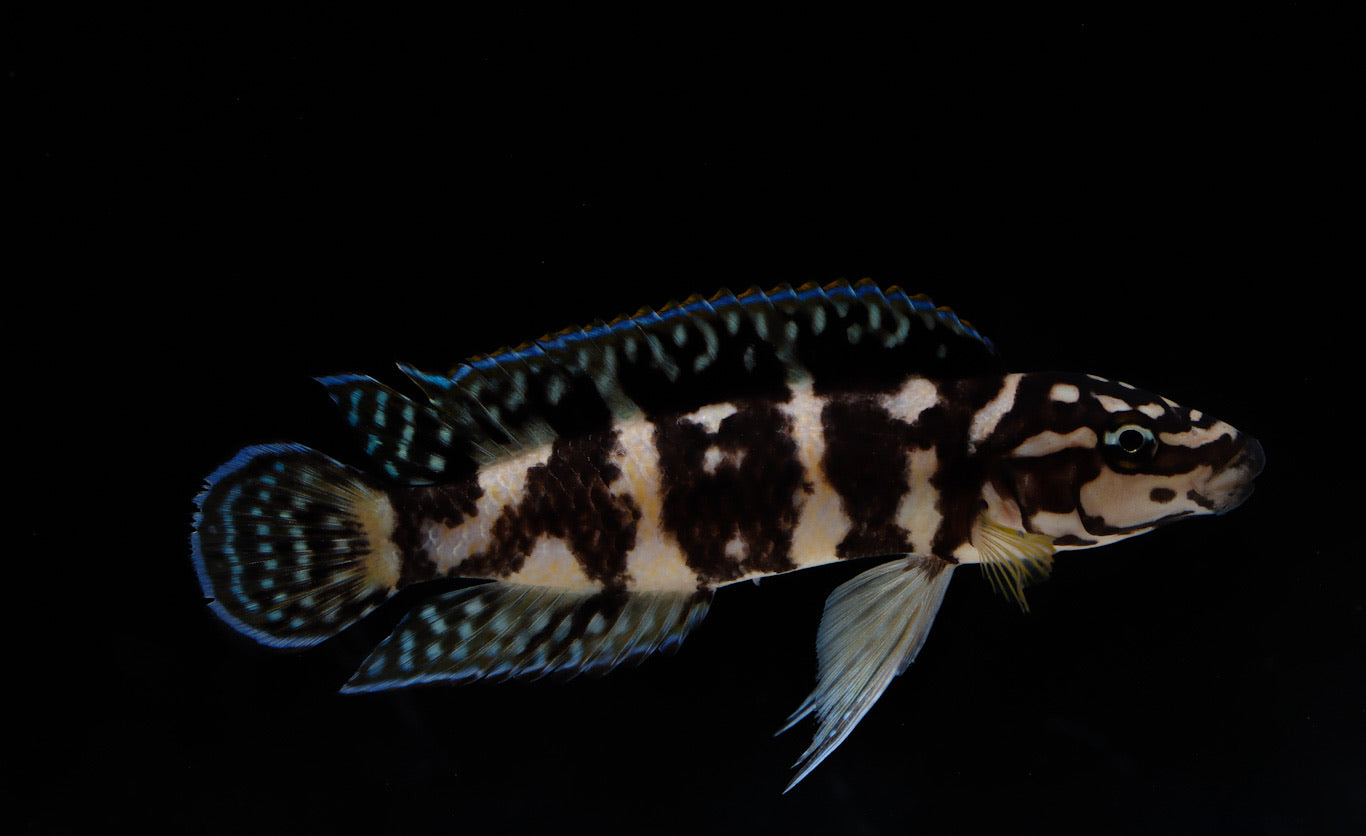 Gombi Transrciptus Cichlid  Small