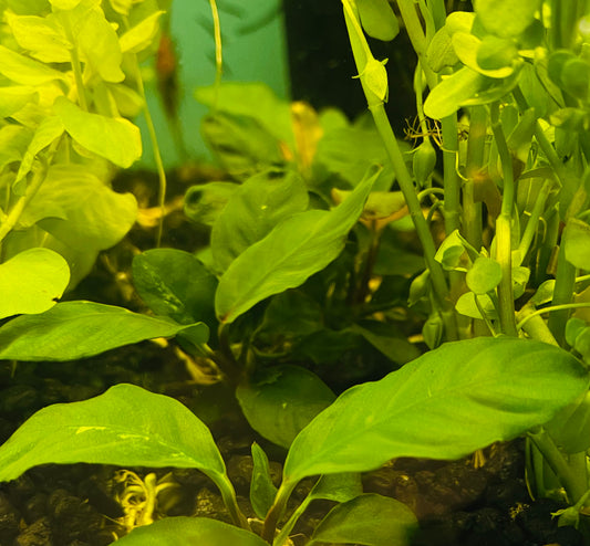 Anubias Coffeefolia