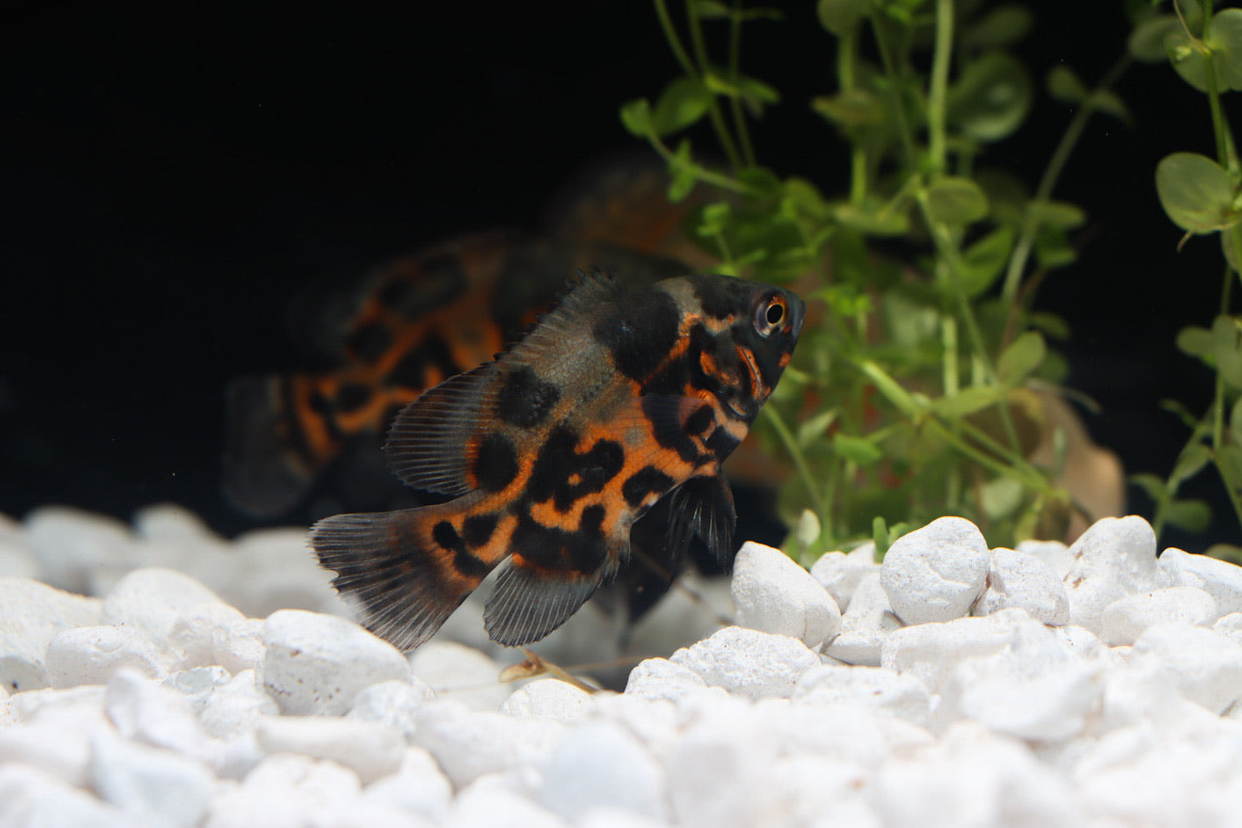 Tiger Oscar Cichlid