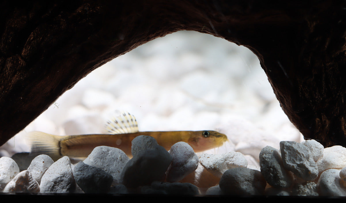 Loach