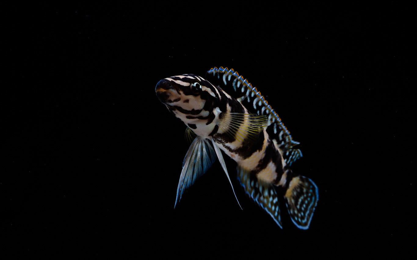 Gombi Transrciptus Cichlid  Small