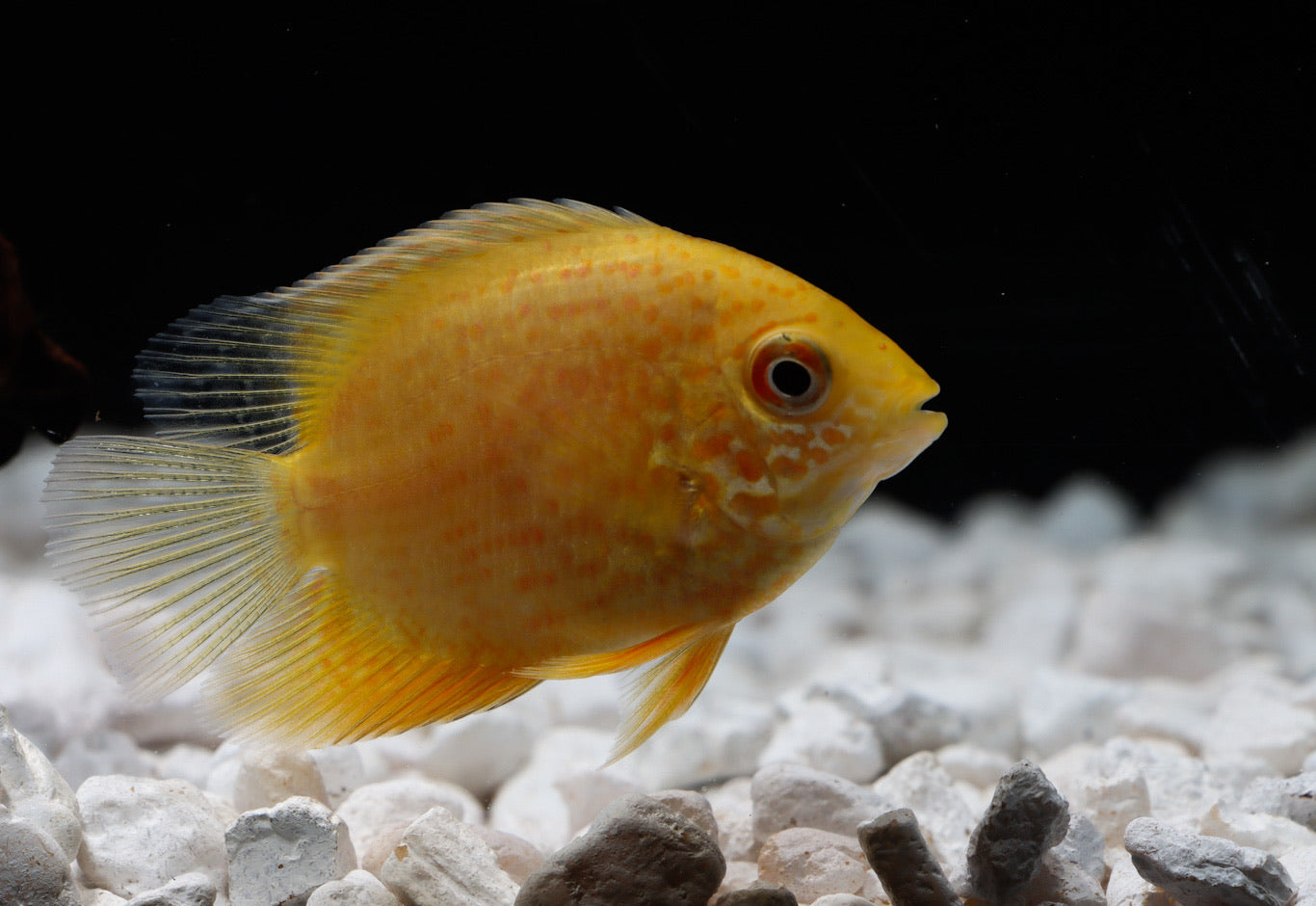 Red Spot Gold Severum Cichlid