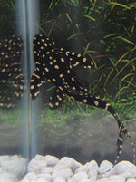 Load image into Gallery viewer, Acanthicus Adonis Pleco
