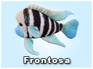 Frontosa Cichlid Plush