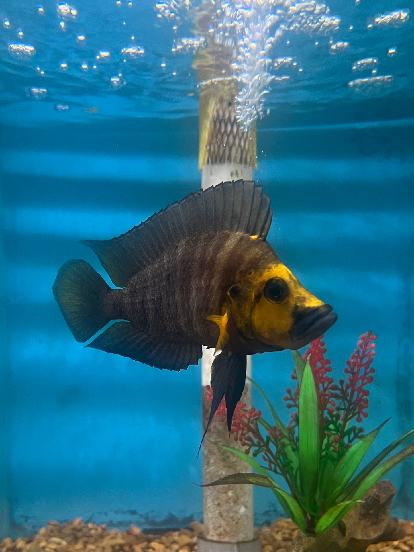 Gold Head Compressiceps Cichlid