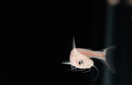 Load image into Gallery viewer, Albino Iridescent Shark
