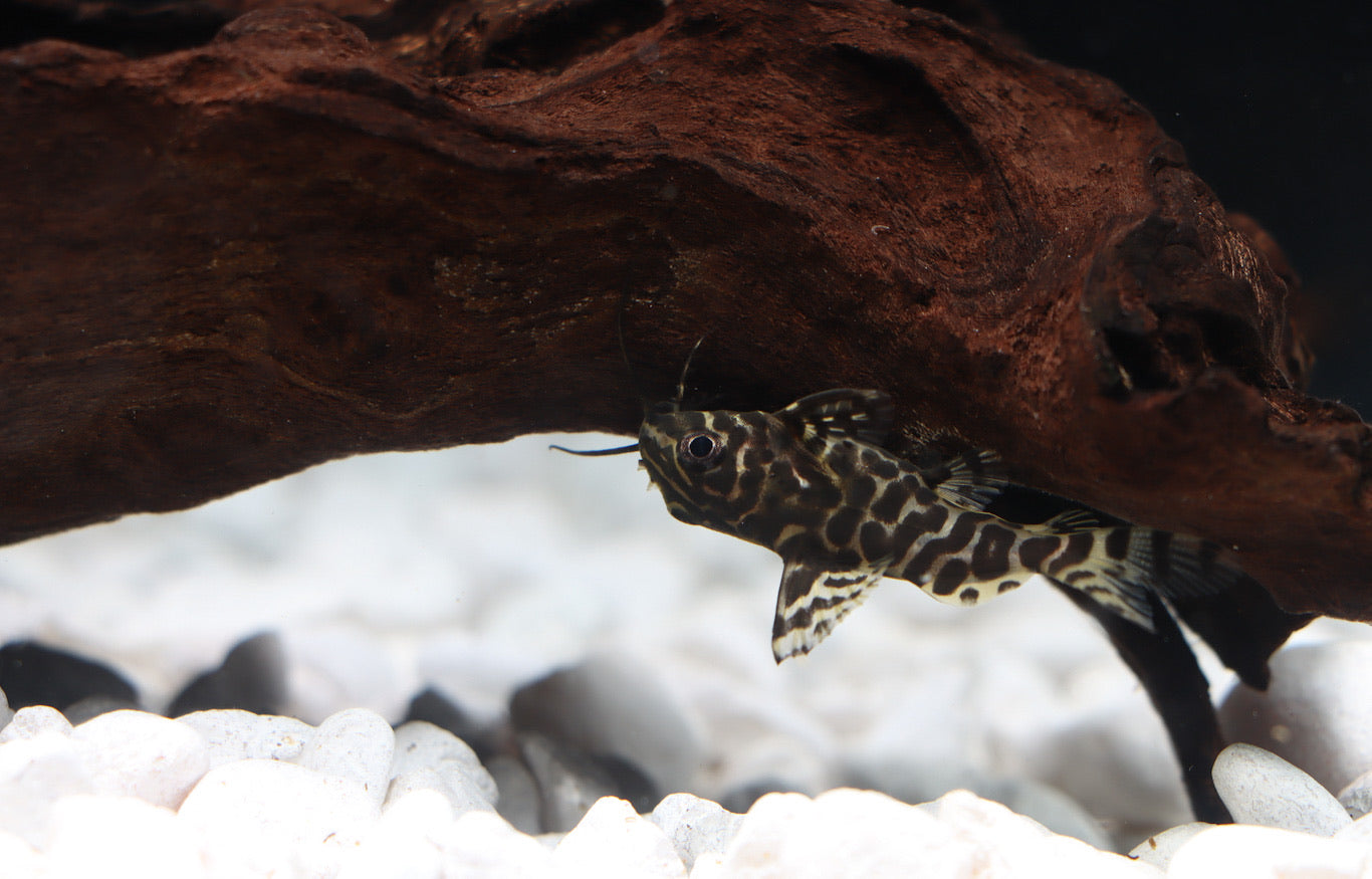 Featherfin Synodontis Catfish