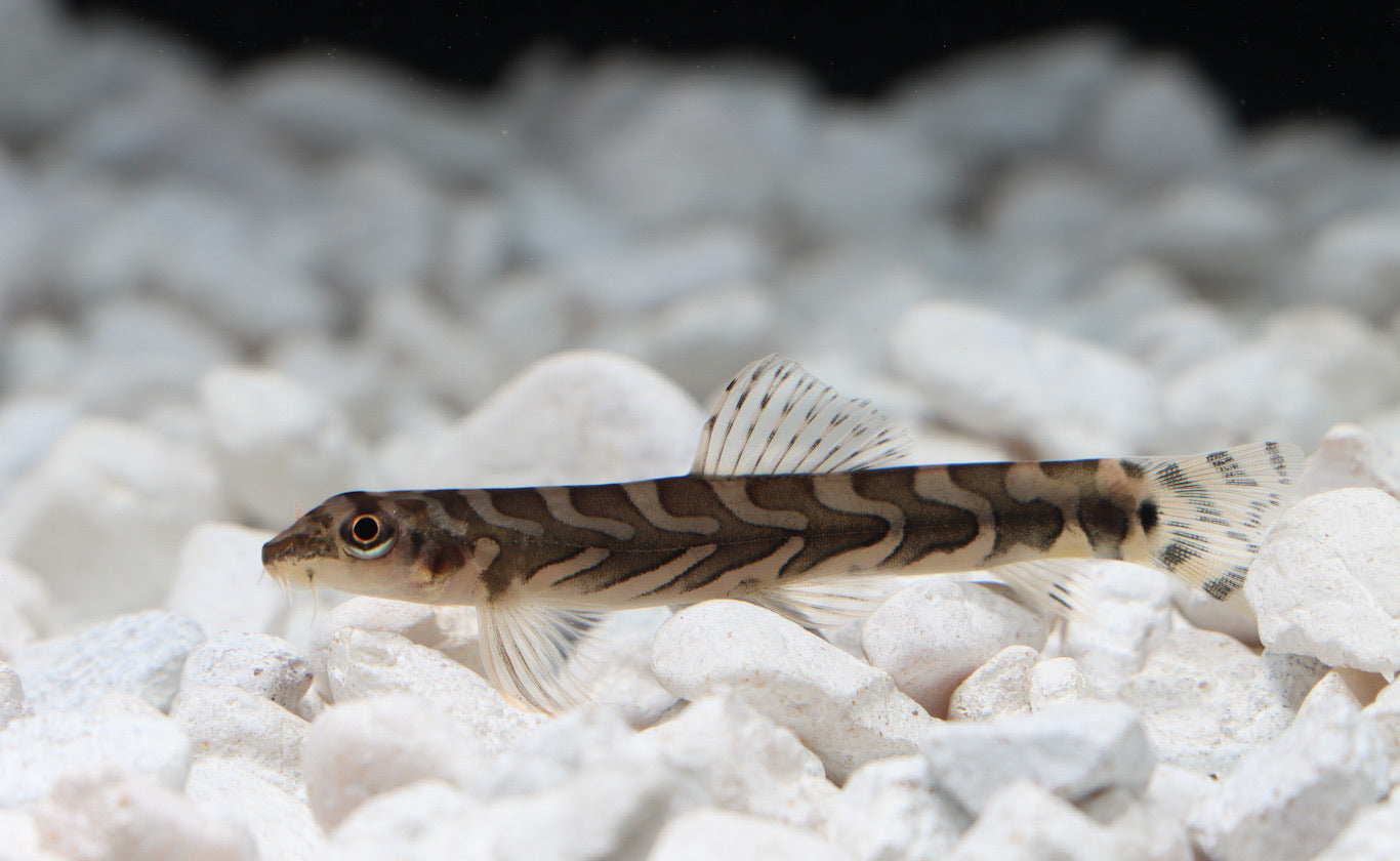 Loach