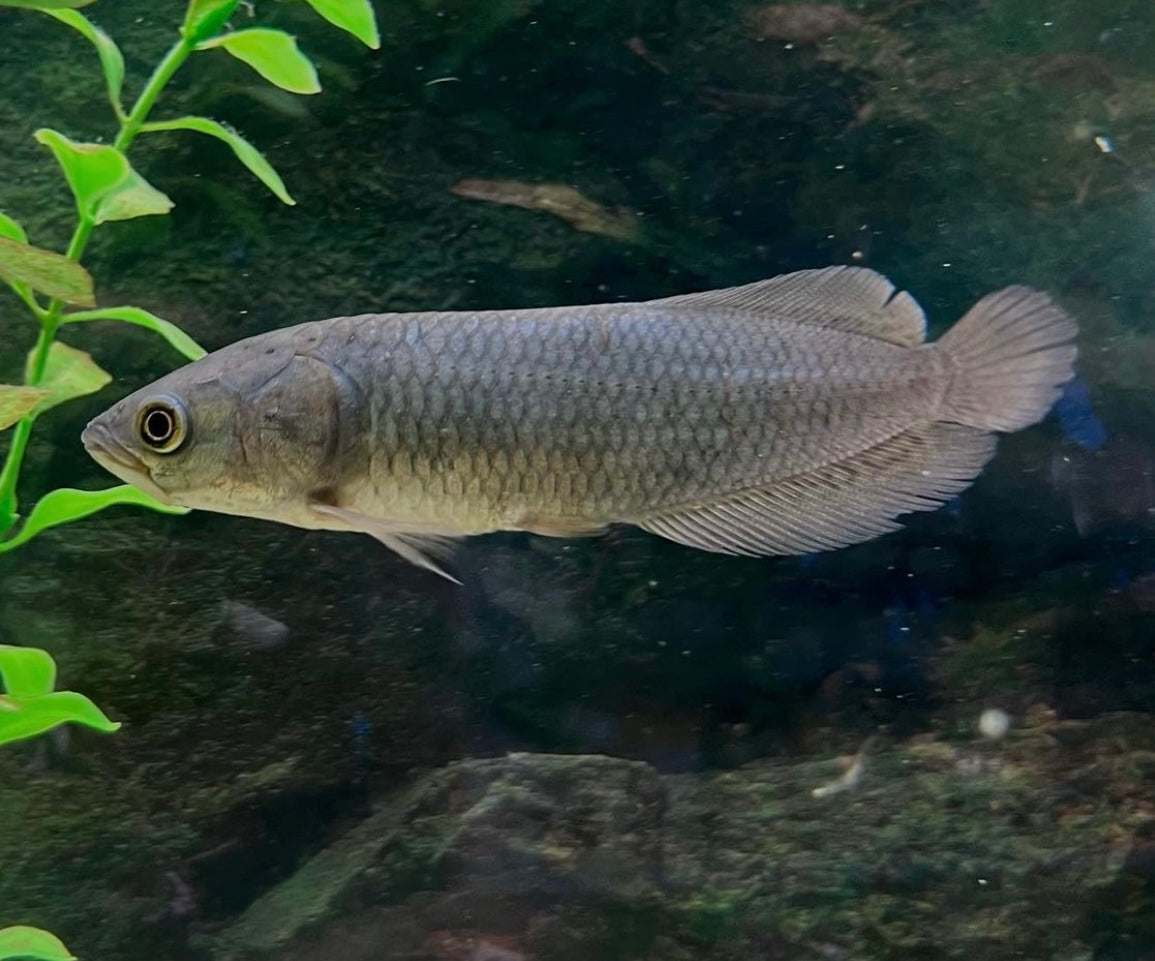 African Arowana