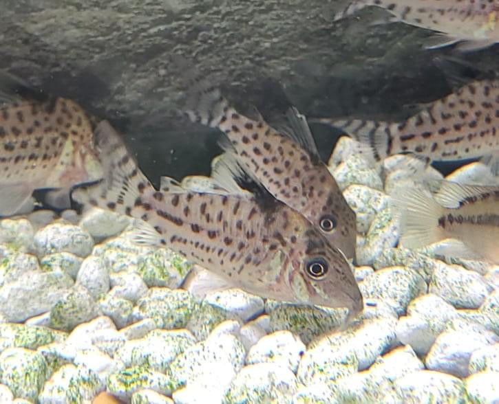 Spotted Corydoras Catfish