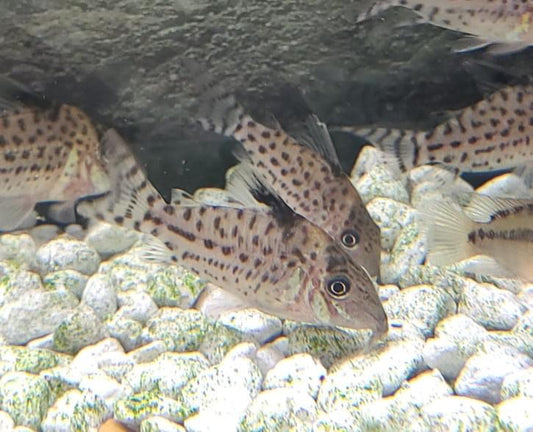 Spotted Corydoras Catfish