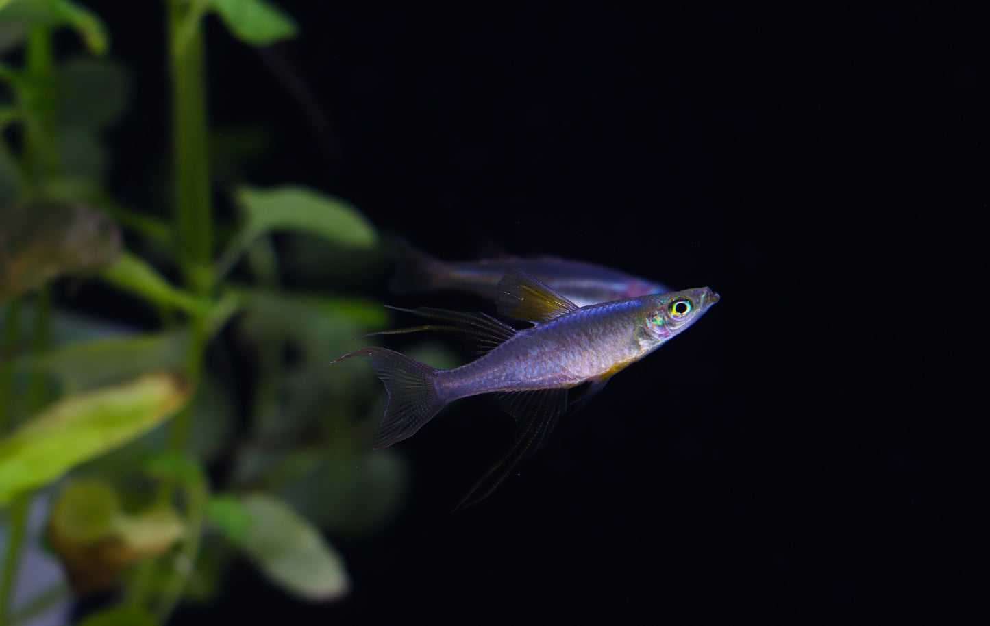 Threadfin Rainbow