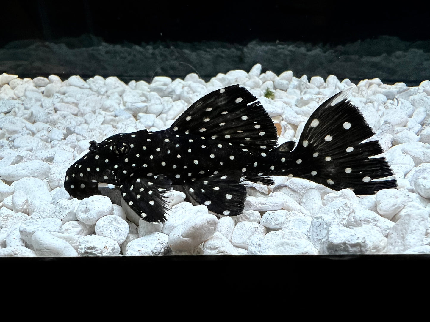 Vampire Plecostomus L-240