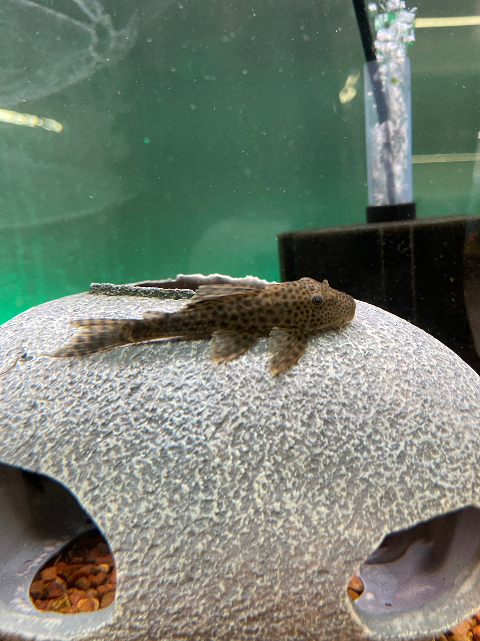 Pleco