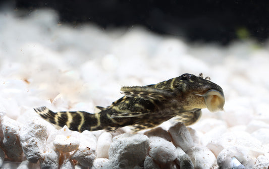 Colombian Zebra Plecostomus L-129