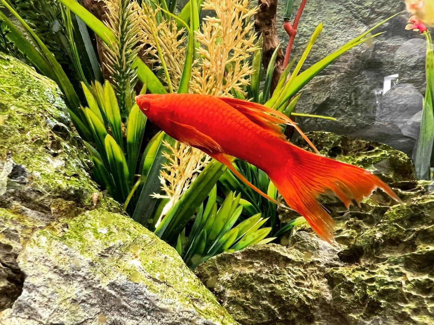 Vampier Swordtail