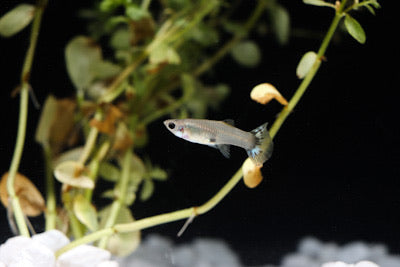 Assorted Female Guppies