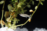 Load image into Gallery viewer, Assorted Female Guppies
