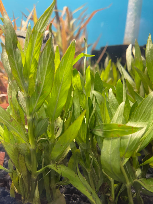 Hygrophila corymbosa "Parawitota"