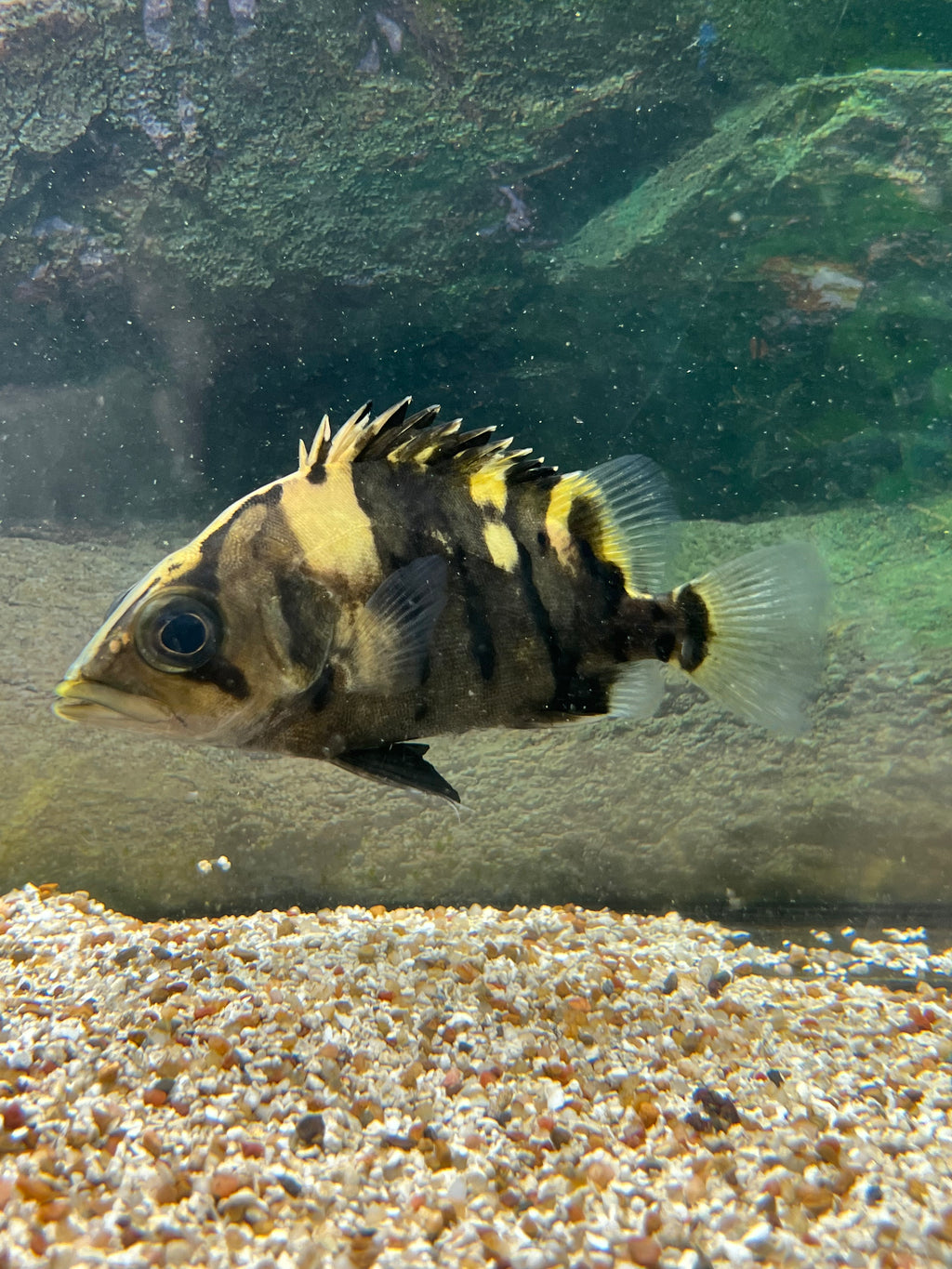 Monster sales fish store