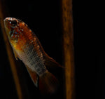 Load image into Gallery viewer, Apistogramma Macmasteri &quot;Red Neck&quot;
