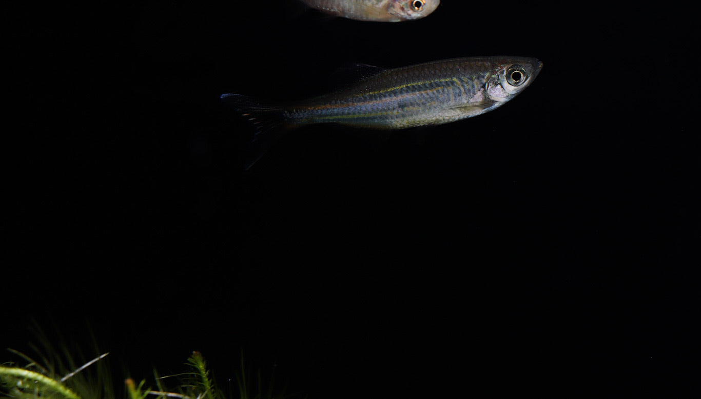 Giant Danio