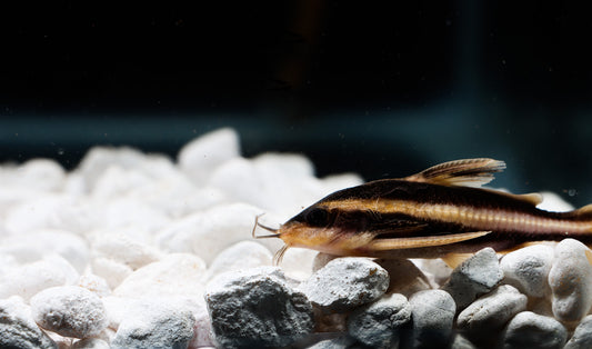 Striped Raphael Catfish